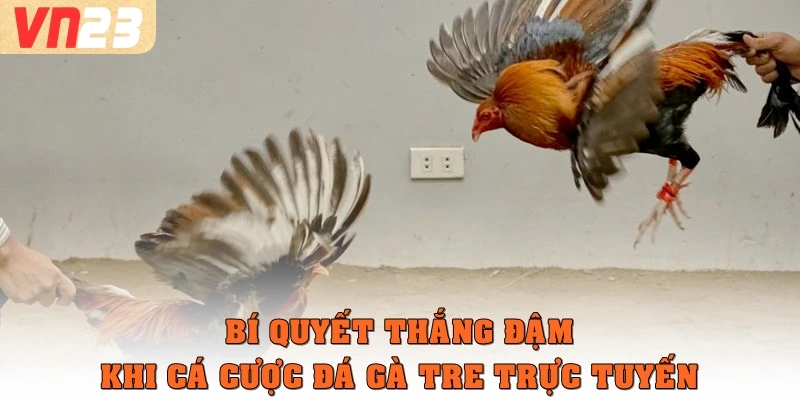 Bí quyết thắng đậm khi cá cược đá gà tre trực tuyến