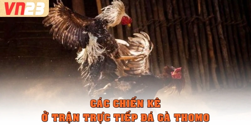 Các chiến kê ở trận trực tiếp đá gàThomo