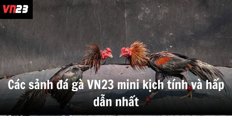 Các sảnh đá gà VN23 mini kịch tính và hấp dẫn nhất