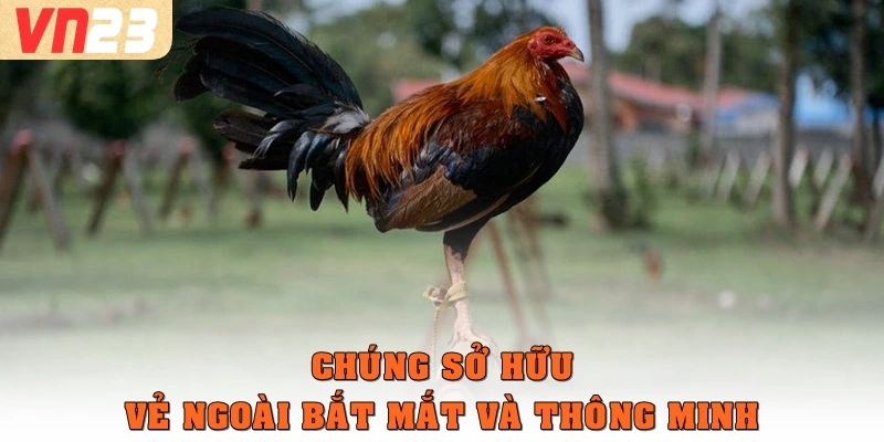 Chúng sở hữu vẻ ngoài bắt mắt và thông minh