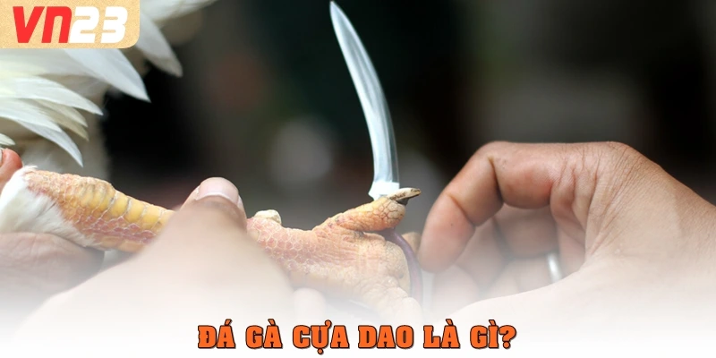 Đá gà cựa dao là gì?