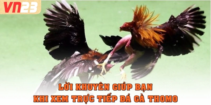 Lời khuyên giúp bạn khi xem trực tiếp đá gà Thomo