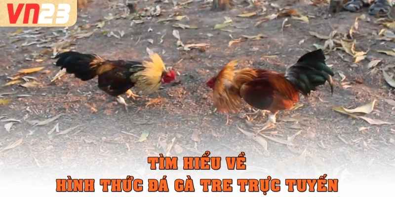 Tìm hiểu về hình thức đá gà tre trực tuyến