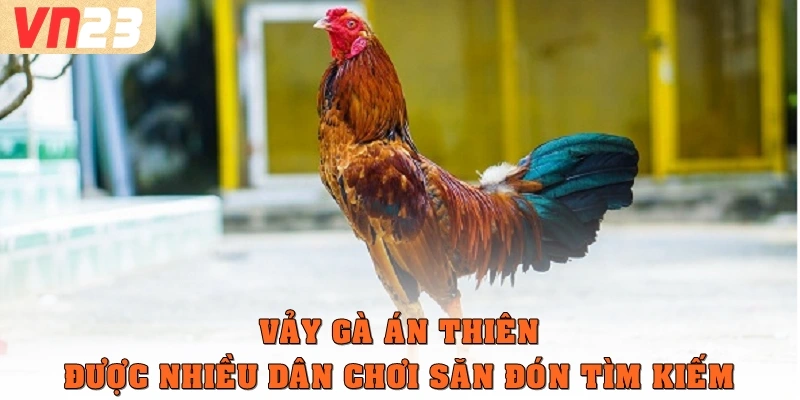 Vảy gà án thiên được nhiều dân chơi săn đón tìm kiếm